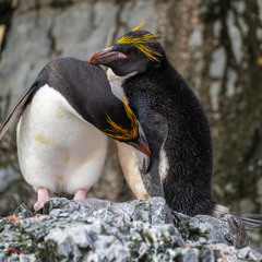 Colony of Macaroni penguins on Hercules Bay, South Georgia - 10th February 2025 - MS Fram