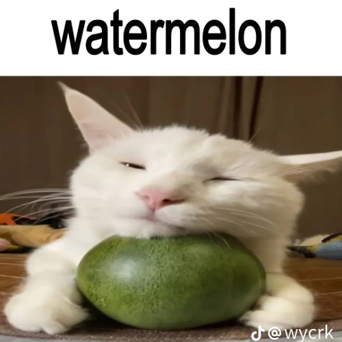this is a watermelon (RR)