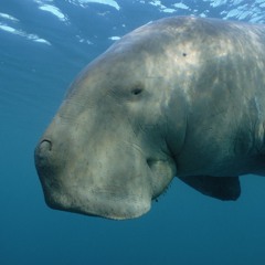 The Dugong Song