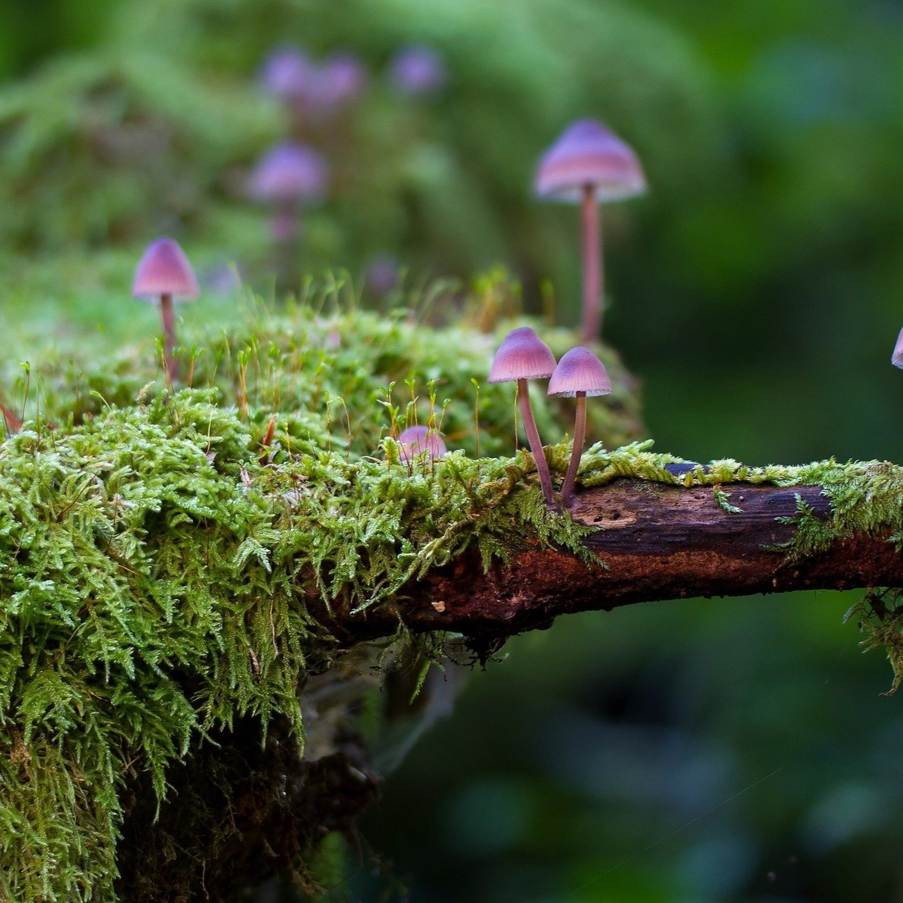 CC148: Did the Disciples Hallucinate the Risen Jesus? (w/ Dr. Andrew Loke)