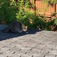 AAAC Wildlife Removal of San Diego - AAAC Wildlife Removal