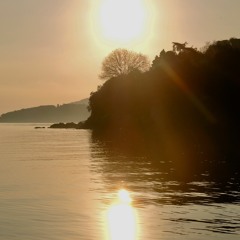 Thoughts Of A Sunflower