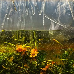 La Non Dansante #45 w/ aes