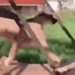 funniest floppa running on wheel for excercsize.webm