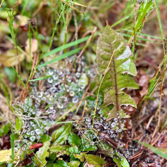 Echolocation w/ Diego - Nov 7th 2025