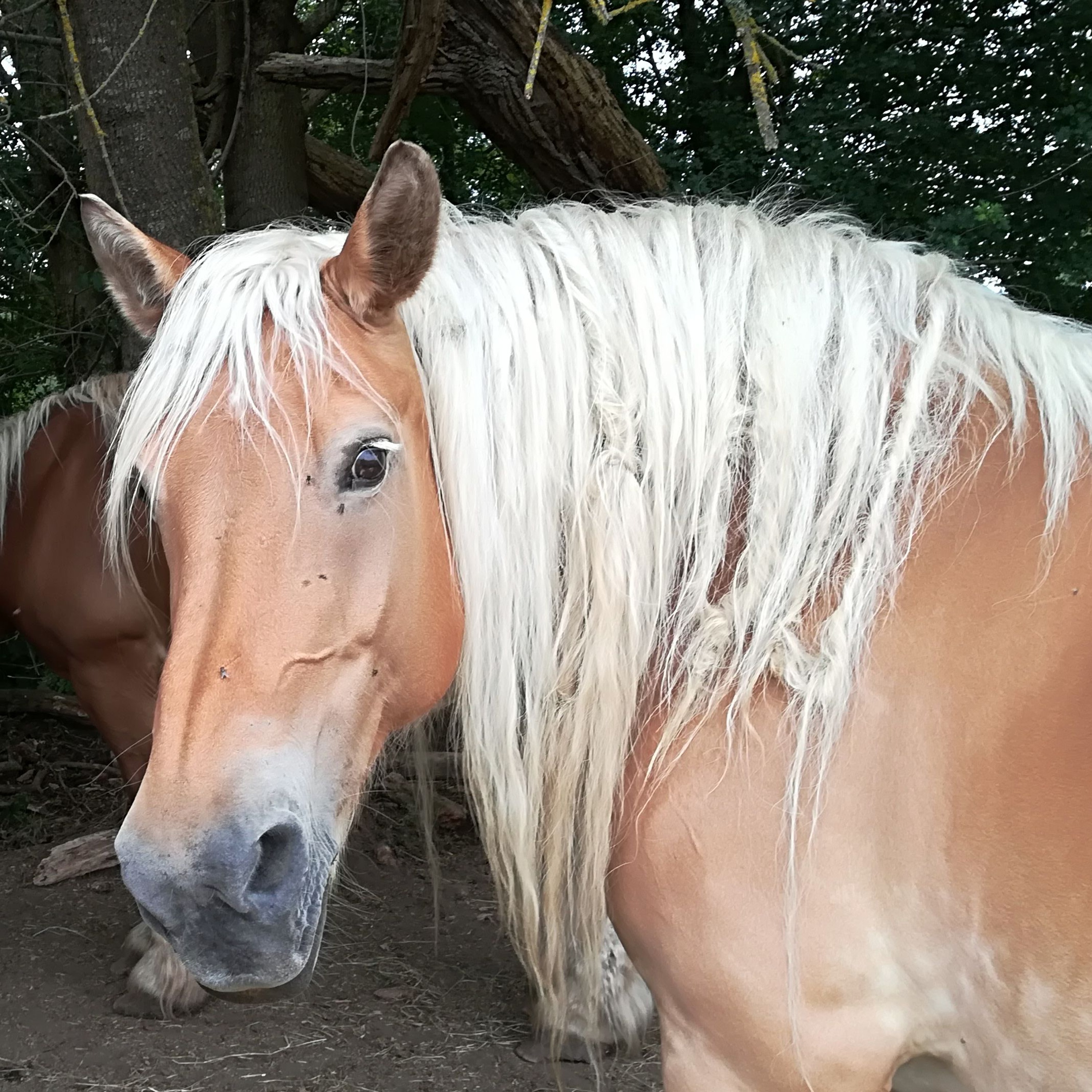 Philippe Chigard-Éloge de la lenteur