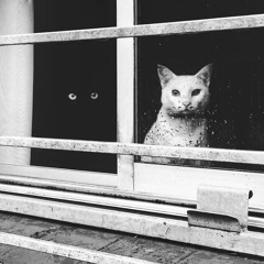 WL//WH - MARCH 2025 // Shoegaze /Dream Pop /Psychedelic /Indie Pop