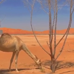 ‎⁨واهني من راح يمشي في غرامه⁩