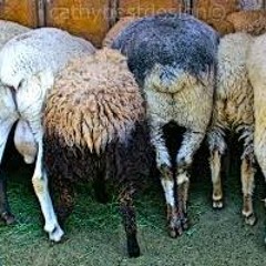 loopse schapen