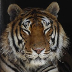 Gold Chain (Freestyle)