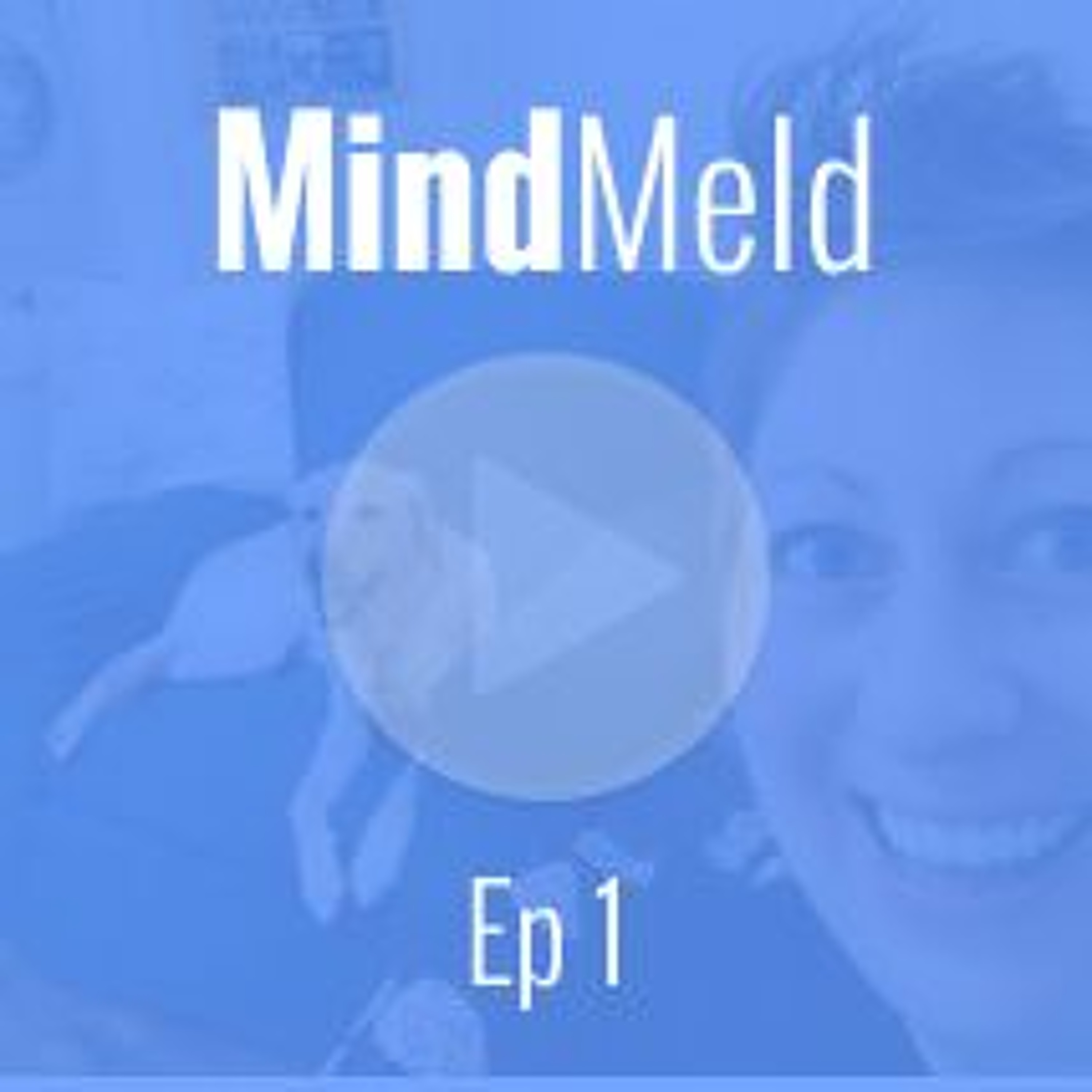 MindMeld by DeveloperTown
