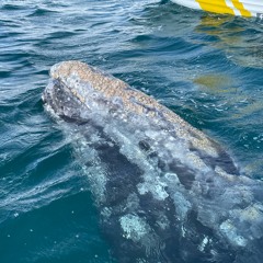 Vocalización Ballena Gris, Laguna Ojo de Liebre