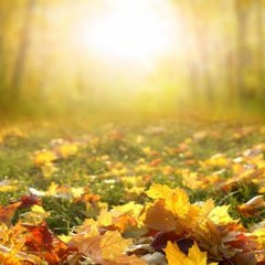 Course Du Soleil D'automne