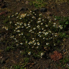 la lluvia no mata las flores