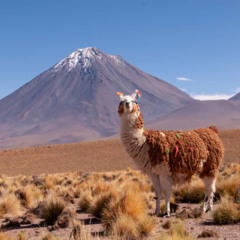 La paca