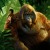 Artwork for [Electro Swing] The Jungle Book - I Wanna Be Like You (Sim Gretina Remix)