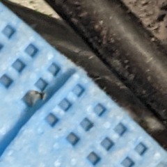 Detroit Has A Skyline - Habits (cover)