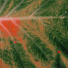 QUADRA - Tropicalia (feat. Miguel Santos)