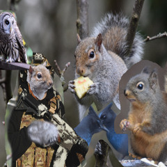 fistfight squirrel negotiates a dispute involving birds and squirrels