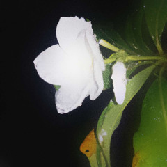 1 - Fleur Blanche