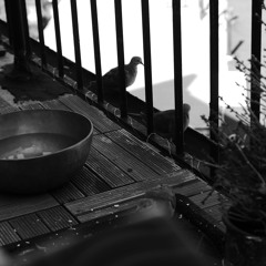 [11.11.24] Ritual: Sound Bath For Mourning City Birds (Noise Pollution, Pt. 2) (08.06.24 live)