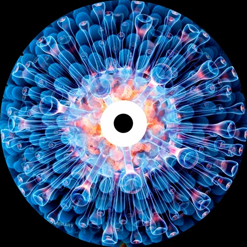 Gradient - Spune NU