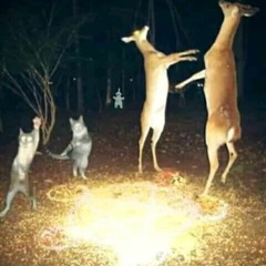 husband took the house and cats in the divorce, now i live in a small mountain village with fauns