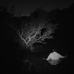 The Trees Remember
