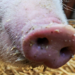 Pascal @ St-Cochon des familles 09.11.2024