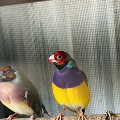 Howl - Parrot (앵무새) Princess Hours OST