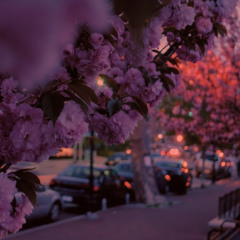 Sarah Kang, Luke Chiang - Bittersweet (Cover by Ecxho, Dramy)