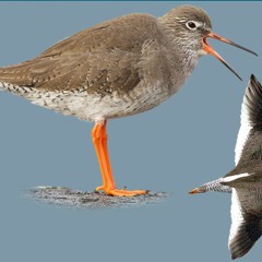 Common Redshank (Tringa totanus) Marc Anderson