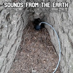 »SOUNDS FROM THE EARTH« (At The Roots Of The Enormous Spruce Tree) (22/4/2024)