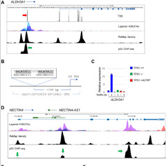 Researchers Identify New p53 Targets to Combat Cancer Growth