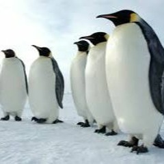 The Penguins Bury A Fallen Comrade At Sea