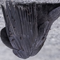 Lihonabolote -- levi strauss (prod me)