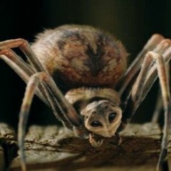Arachnophobia (Meth Wax Cover)