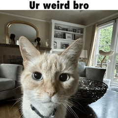 WEIRDO [Direct DL]