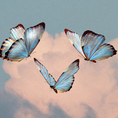 Butterflies.