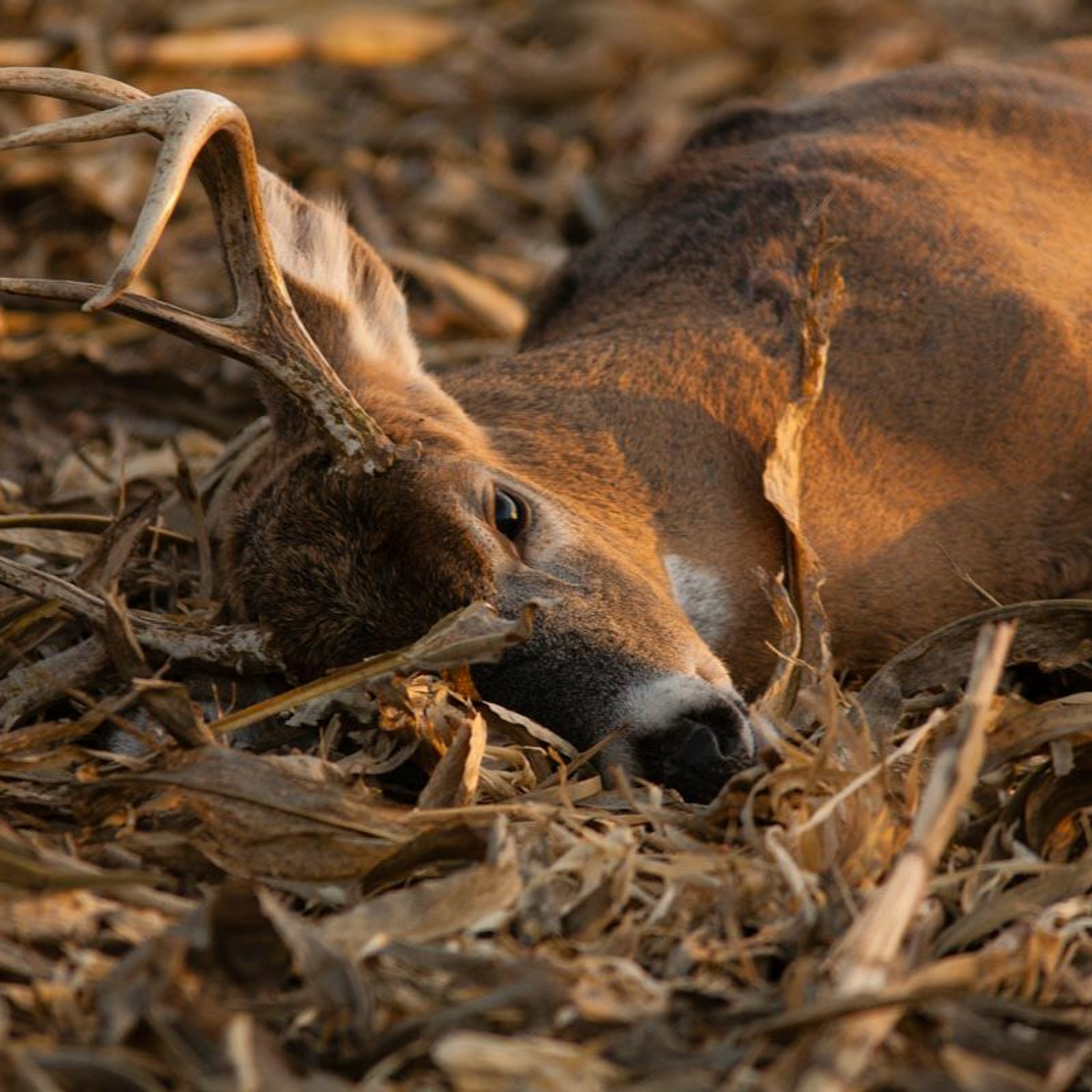 Episode 6: Holy Bleep I got a Deer