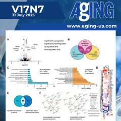 Young Human Blood Serum Factors Show Potential to Rejuvenate Skin Through Bone Marrow
