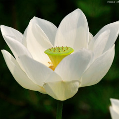 SSLfa On A Shelf WL MX