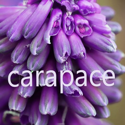 Carapace