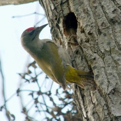 The strange begging calls of Grey-headed Woodpecker