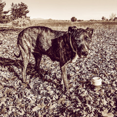 Tulas Morning Cup of Coffee