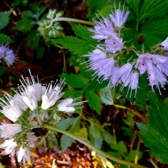 Flower Colors Are Changing With The Climate