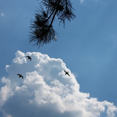 Peace in 30 Languages