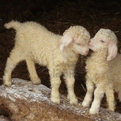 o7 - némo (prod. Midding)