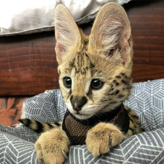 it's anarchy ☻☻ {{EVERYBODYS DEAD.}}