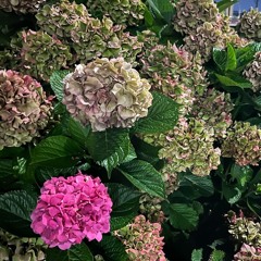 Conversations w/ God && Dad 1461